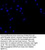 NECTIN4 Antibody