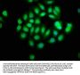 SERPINB12 Antibody
