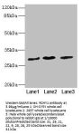 RCHY1 Antibody