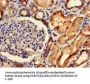 SORCS2 Antibody