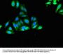 SORCS2 Antibody