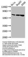 MUC20 Antibody