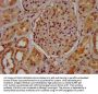 MUC20 Antibody