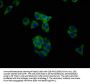 MUC20 Antibody