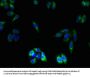 OR2L13 Antibody