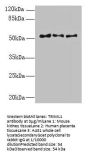 TRIML1 Antibody