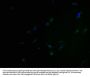 OR5H6 Antibody