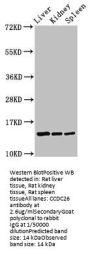 CCDC26 Antibody