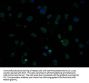 PLPPR1 Antibody