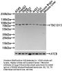 TBC1D15 Antibody