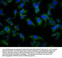 SPPL2B Antibody