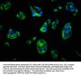 DLG5 Antibody