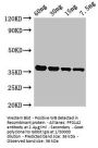 PF0142 Antibody