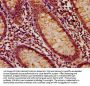 LMO7 Antibody