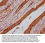 LMO7 Antibody