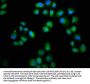 LMO7 Antibody