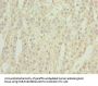 GEMIN6 Antibody