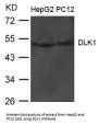 DLK1 Antibody
