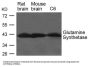 GLUL Antibody