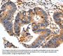 FADD Antibody