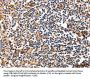 FADD Antibody
