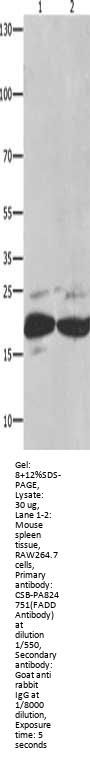 FADD Antibody