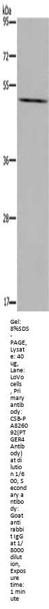 PTGER4 Antibody