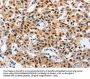 Rabbit anti-human GCG(GLP1) polyclonal antibody