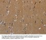 PIK3CG Antibody