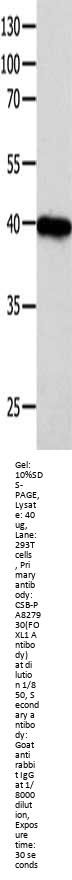 FOXL1 Antibody