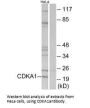 CDK2AP1 Antibody