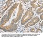 ATG10 Antibody