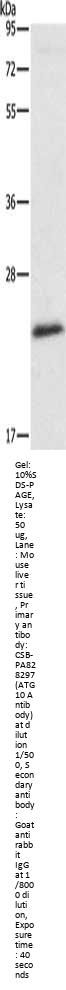 ATG10 Antibody