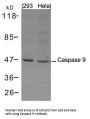 CASP9 Antibody