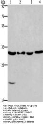 BIRC7 Antibody