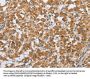 SFRP5 Antibody
