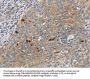 SFRP5 Antibody