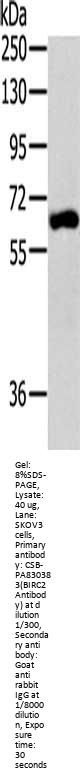 BIRC2 Antibody