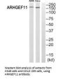ARHGEF11 Antibody