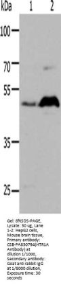 HTR1A Antibody