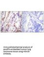 HDAC9 Antibody