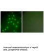 HDAC9 Antibody