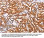 SYVN1 Antibody