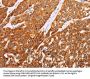 SYVN1 Antibody