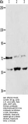 SYVN1 Antibody