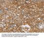 CRELD2 Antibody