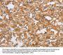 CRELD2 Antibody