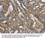 SIGLEC7 Antibody