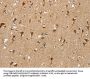 SIGLEC7 Antibody