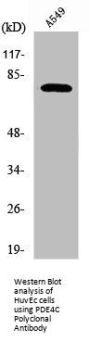 PDE4C Antibody